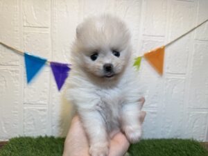 ⑩ポメラニアン￥328,900(税込)→8/18まで￥295,900(税込)