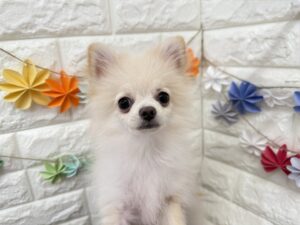 ⑫ポメラニアン￥141,900(税込)→￥108,900(税込)