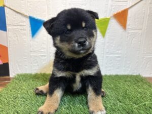 ①柴犬￥196,900(税込)→8/11まで￥163,900(税込)