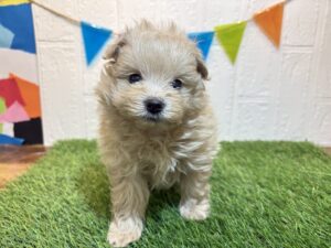 ④MIX(父ポメラニアン×母トイプードル) ￥218,900(税込)→8/11まで￥185,900(税込)