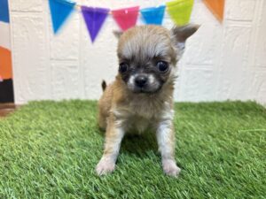 ⑦チワワ(ロング)￥317,900(税込)→8/11まで￥284,900(税込)