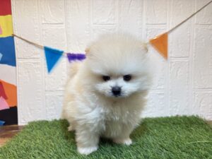 ⑧ポメラニアン￥262,900(税込)→8/11まで￥229,900(税込)