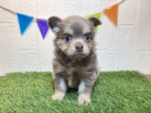 ⑬チワワ(ロング) ￥251,900(税込)→8/11まで￥218,900(税込)