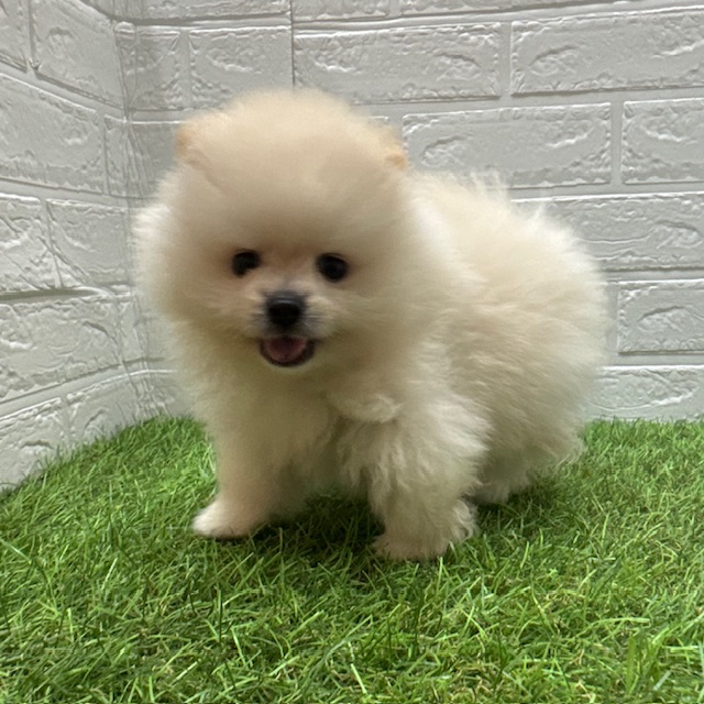 ポメラニアン