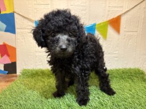 ⑧トイプードル￥207,900(税込)→9/1まで￥174,900(税込)