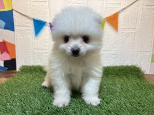 ⑩ポメラニアン￥218,900(税込)→9/1まで￥185,900(税込)