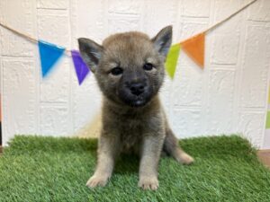 ⑫柴犬￥218,900(税込)→9/1まで￥185,900(税込)