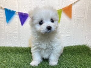 MIX(父マルチーズ×母ポメラニアン)￥240,900(税込)→9/1まで￥207,900(税込)