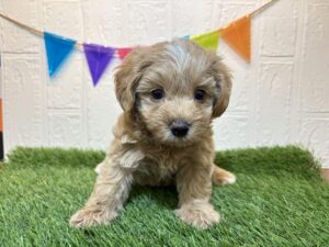 MIX(マルチーズ×トイプードル)￥185,900(税込)→9/1まで￥152,900(税込)