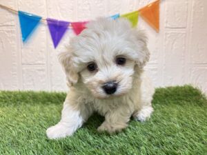 MIX(マルチーズ×トイプードル)￥218,900(税込)→9/1まで￥185,900(税込)