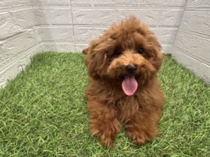 トイプードル ￥152,900(税込)→10/19(日)まで￥141,900(税込)