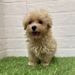 MIX(父マルチーズ×母トイプードル)￥196,900(税込)→9/23(火)まで￥163,900(税込)