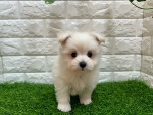 Mix(マルチーズ×ポメラニアン) ￥185,900(税込)