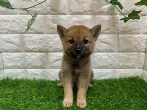 柴犬￥218,900(税込)