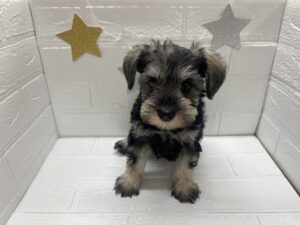 ⑫ミニチュアシュナウザー￥196,900(税込)→8/24まで￥163,900(税込)