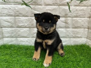 柴犬 ￥207,900(税込)→8/17まで￥174,900(税込)