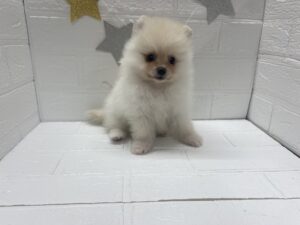 ①ポメラニアン￥284,900(税込)