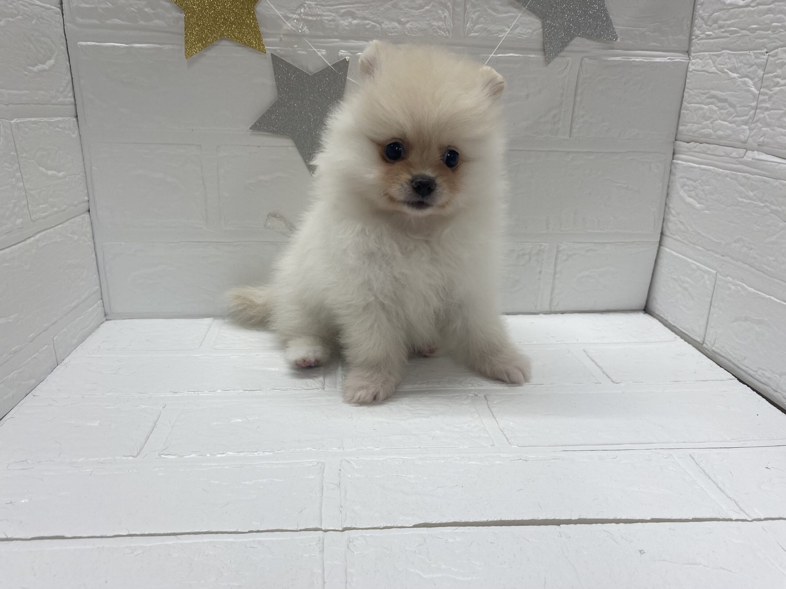 ①ポメラニアン