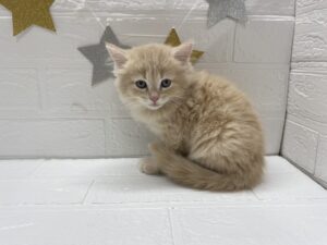 ③サイベリアン