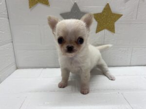 ⑥チワワ(ロング)￥394,900(税込)→8/24まで￥361,900(税込)