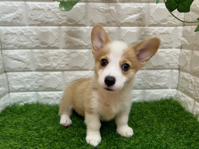 Wコーギーペンブローク