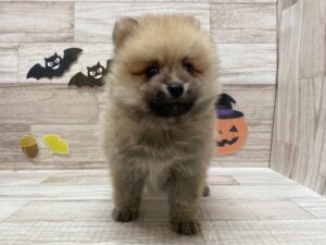 ➃ポメラニアン　￥239,800(税込)