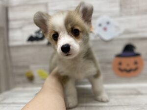 ⑦ウェルシュコーギーペンブローク　￥283,800(税込)→9/23まで￥261,800(税込)
