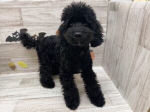 ➄トイプードル　￥239,800(税込)→￥140,800(税込)
