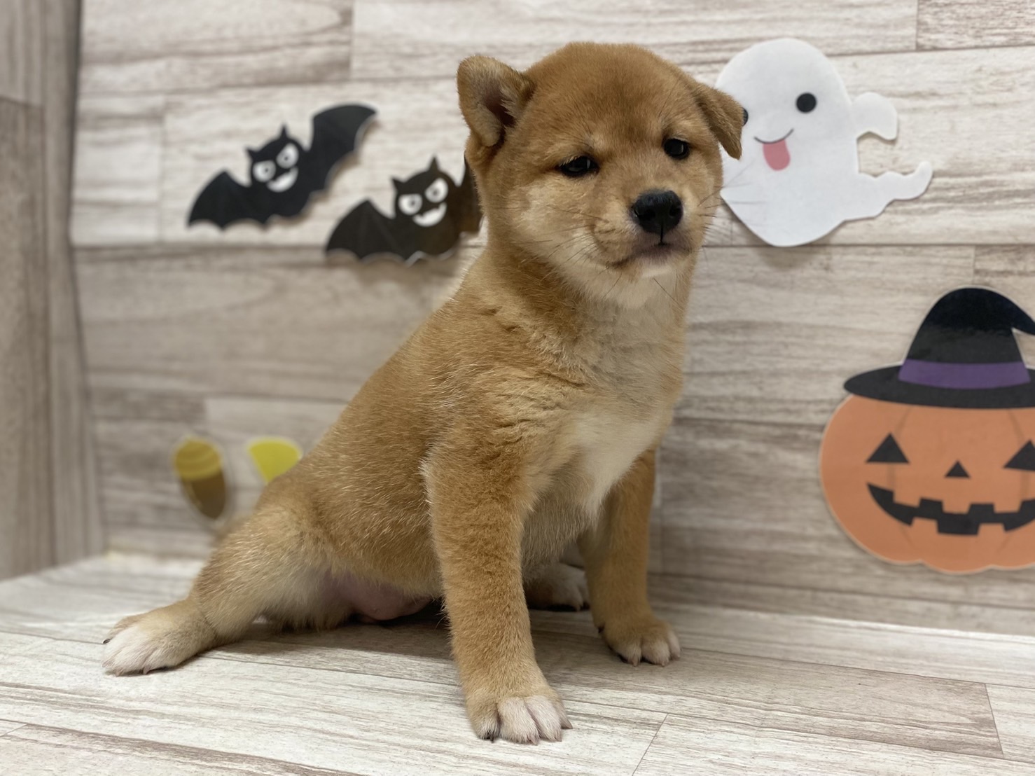 ①柴犬