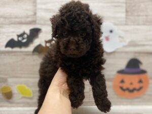 ③トイプードル　￥261,800(税込)