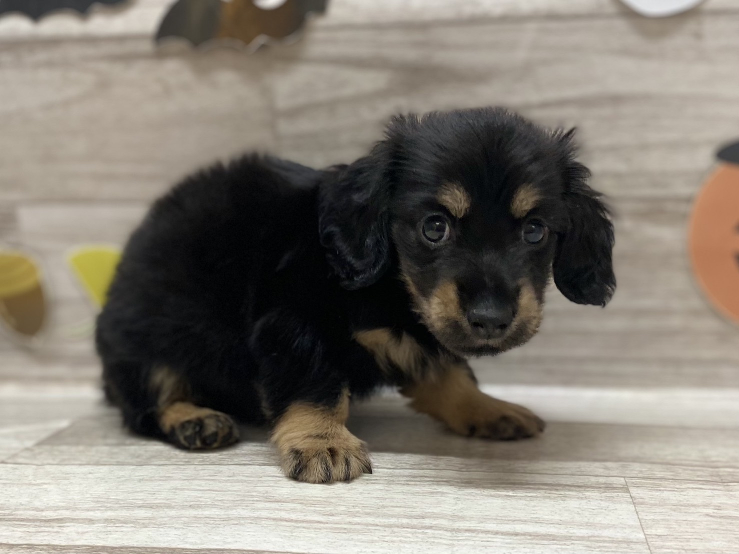 ④カニヘンダックスフンド(ロング)