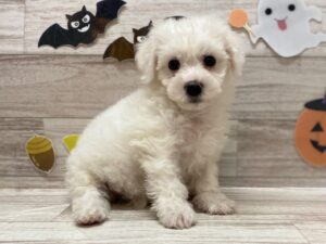 ⑤ビションフリーゼ　￥206,800(税込)
