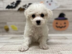⑥ビションフリーゼ　￥250,800(税込)