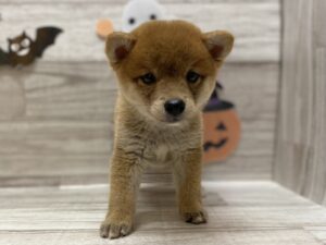 ⑧豆柴　￥239,800(税込)