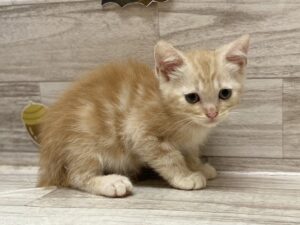 スコティッシュフォールド(立耳)　￥217,800(税込)→￥162,800(税込)