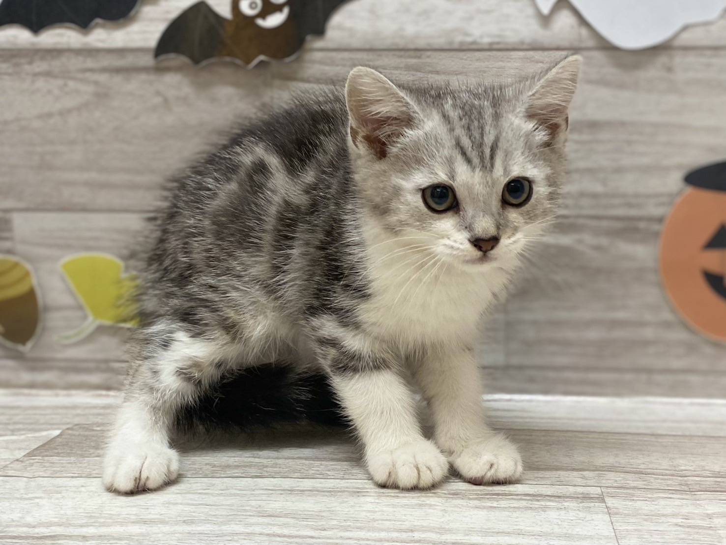 スコティッシュフォールド(立耳)