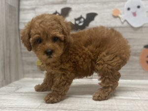 ②トイプードル　￥239,800(税込)