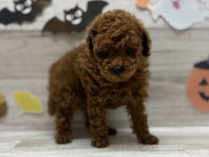 ①トイプードル　￥305,800(税込)