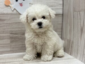 ②ビションフリーゼalt=