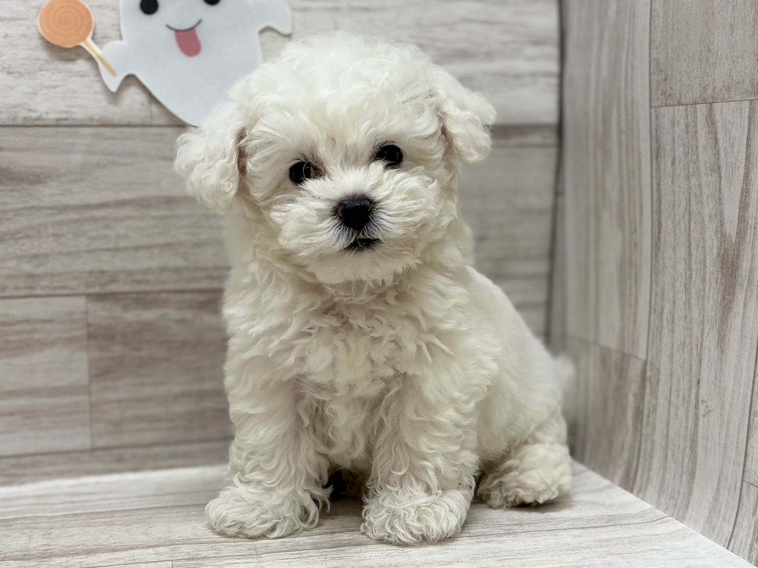 ②ビションフリーゼ