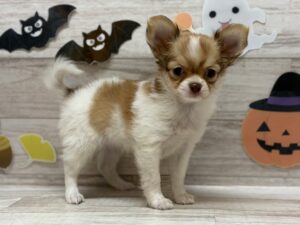 ④チワワ(ロング)　￥250,800(税込)