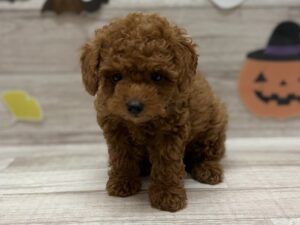 ⑤トイプードル　￥283,800(税込)