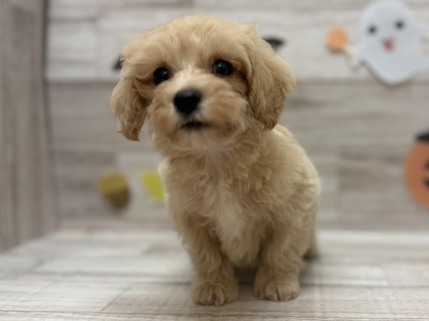 ⑧Mix(マルチーズ×トイプードル)　