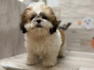 ⑦シーズー　￥217,800(税込)→￥173,800(税抜)