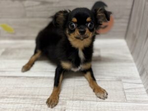 ②チワワ(ロング)　￥239,800(税込)→￥151,800(税込)