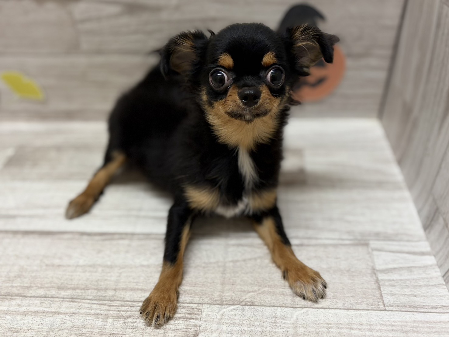 ②チワワ(ロング)