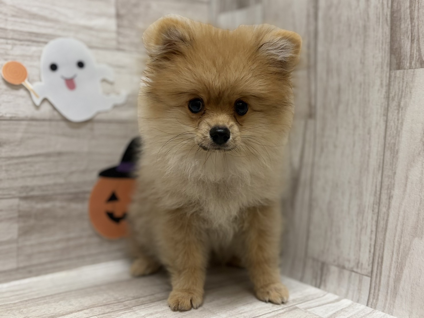 ⑪ポメラニアン