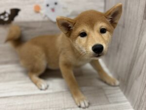 ①柴犬　￥239,800(税込)→¥184,800(税込)