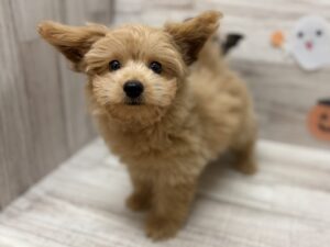 ⑪Mix(トイプードル×ポメラニアン)　￥228,800(税込)→¥184,800(税込)