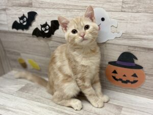 スコティッシュフォールド(立耳)　総額￥296,200(税込)→11/16まで￥170,000(税込)